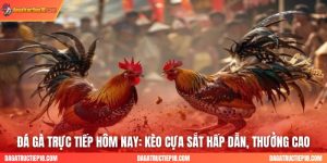 Đá Gà Trực Tiếp Hôm Nay: Kèo Cựa Sắt Hấp Dẫn, Thưởng Cao