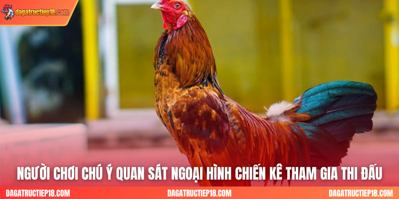 Người chơi chú ý quan sát ngoại hình chiến kê tham gia thi đấu