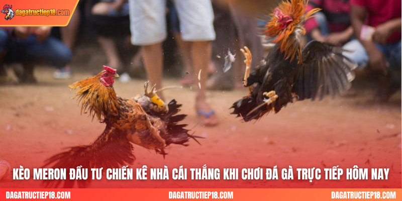 Kèo Meron đầu tư chiến kê nhà cái thắng khi chơi đá gà trực tiếp hôm nay