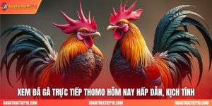 Xem Đá Gà Trực Tiếp Thomo Hôm Nay Hấp Dẫn, Kịch Tính
