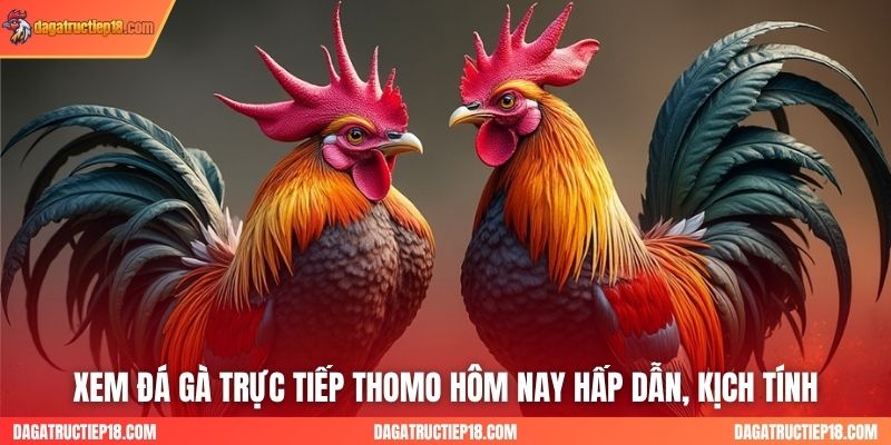 Xem Đá Gà Trực Tiếp Thomo Hôm Nay Hấp Dẫn, Kịch Tính