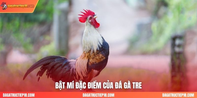 Bật mí đặc điểm của đá gà tre