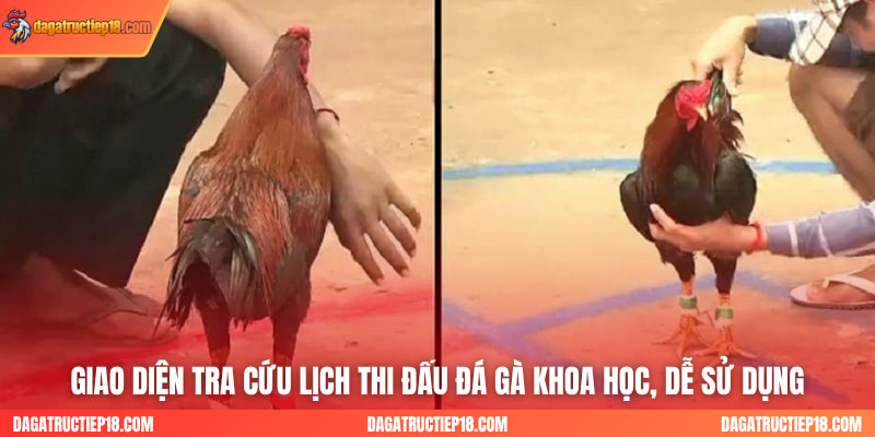 Giao diện tra cứu lịch thi đấu đá gà khoa học, dễ sử dụng