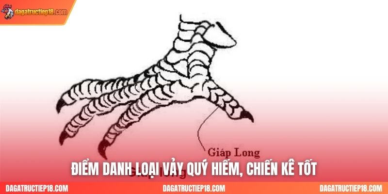 Điểm danh loại vảy quý hiếm, chiến kê tốt