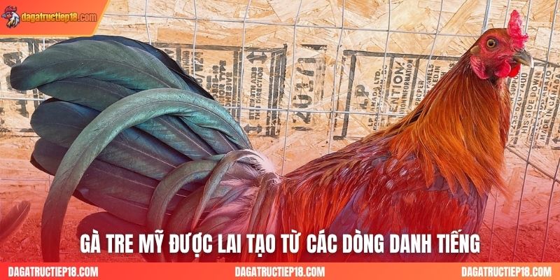 Gà tre Mỹ được lai tạo từ các dòng danh tiếng