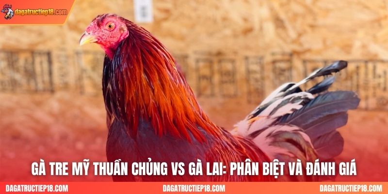Gà Tre Mỹ Thuần Chủng vs Gà Lai: Phân Biệt và Đánh Giá Chất Lượng Chiến Đấu