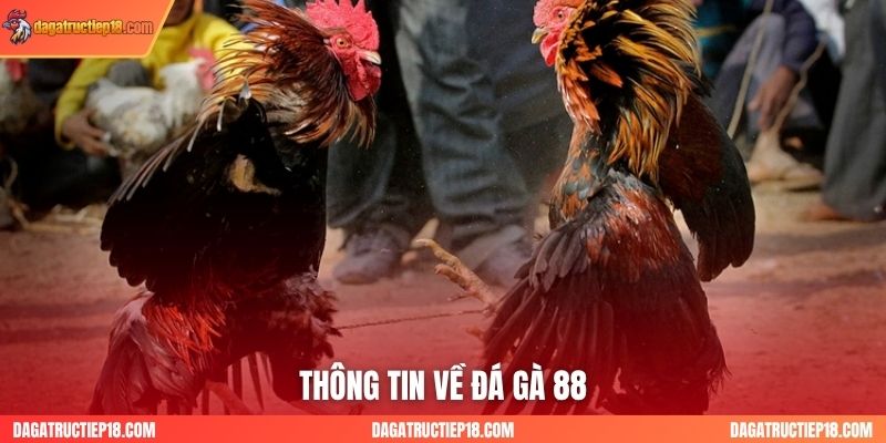 Thông tin về đá gà 88