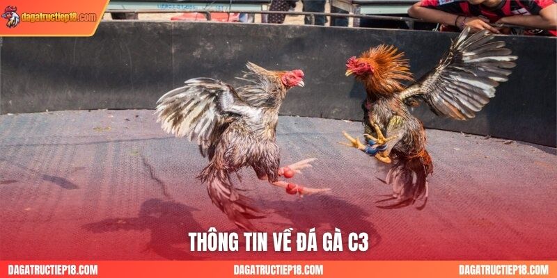 Thông tin về đá gà C3