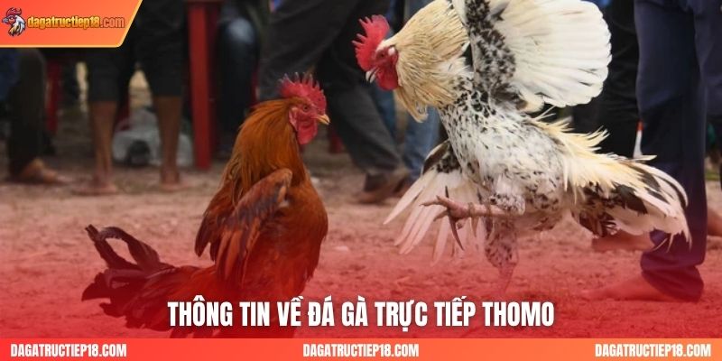 Thông tin về đá gà trực tiếp Thomo
