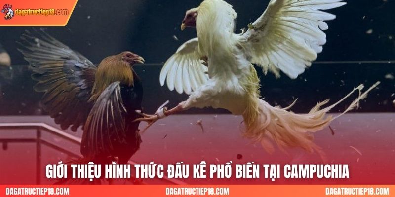 Giới thiệu hình thức đấu kê phổ biến tại Campuchia