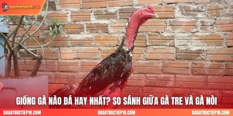 Giống Gà Nào Đá Hay Nhất? So Sánh Giữa Gà Tre và Gà Nòi Trên Sân Cỏ