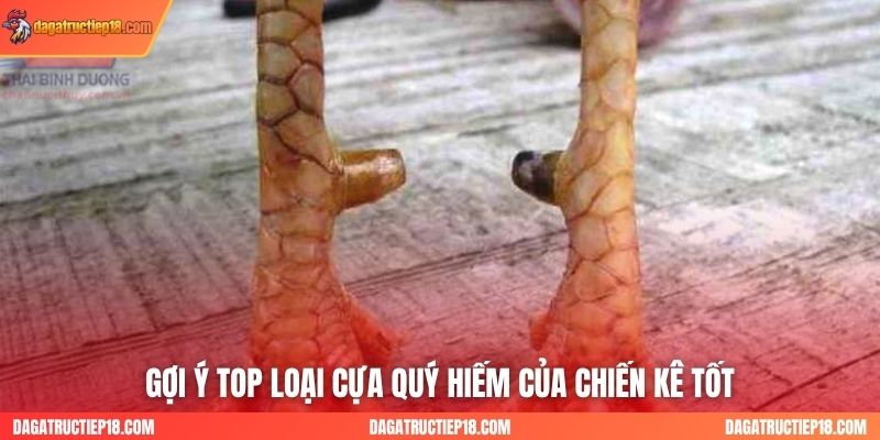 Gợi ý top loại cựa quý hiếm của chiến kê tốt