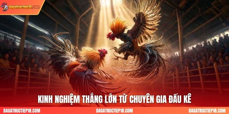 Kinh nghiệm thắng lớn từ chuyên gia đấu kê