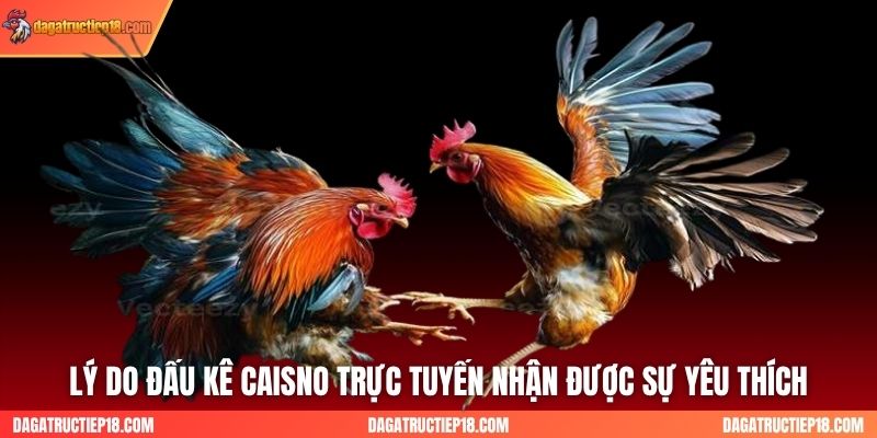 Lý do đấu kê caisno trực tuyến nhận được sự yêu thích
