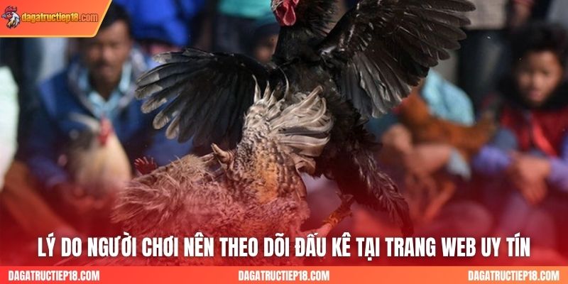 Lý do người chơi nên theo dõi đấu kê tại trang web uy tín