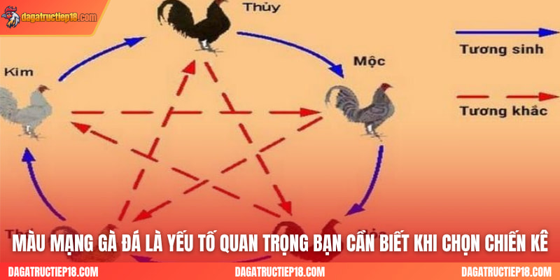 Màu mạng gà đá là yếu tố quan trọng bạn cần biết khi chọn chiến kê