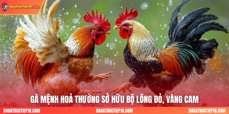 Chiến kê có màu mạng mệnh Kim thường lông trắng xám