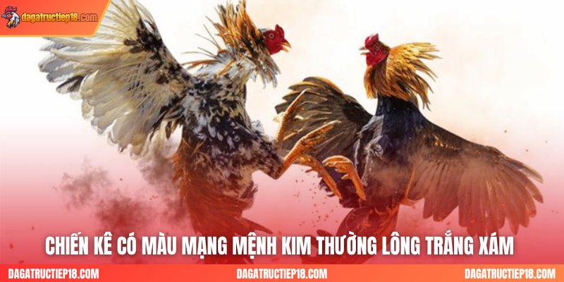 Gà mệnh Hoả thường sở hữu bộ lông đỏ, vàng cam