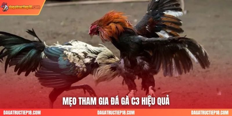 Mẹo tham gia đá gà C3 hiệu quả