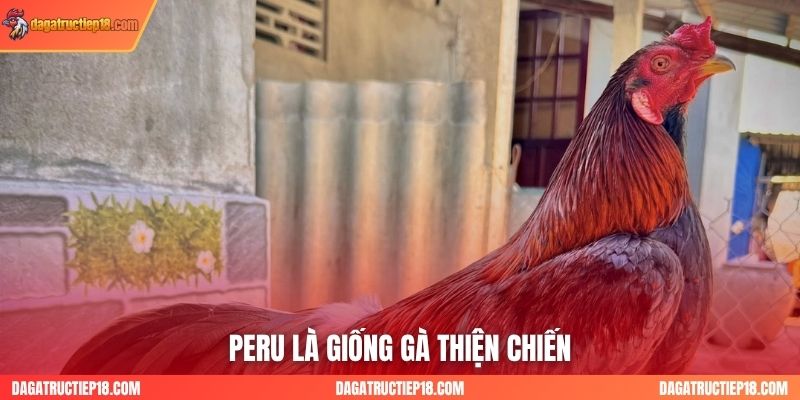 giống gà peru
