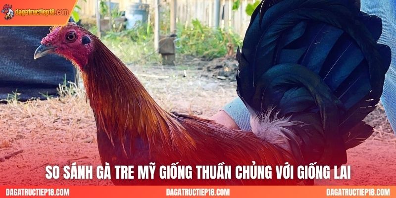 So sánh gà tre Mỹ giống thuần chủng với giống lai