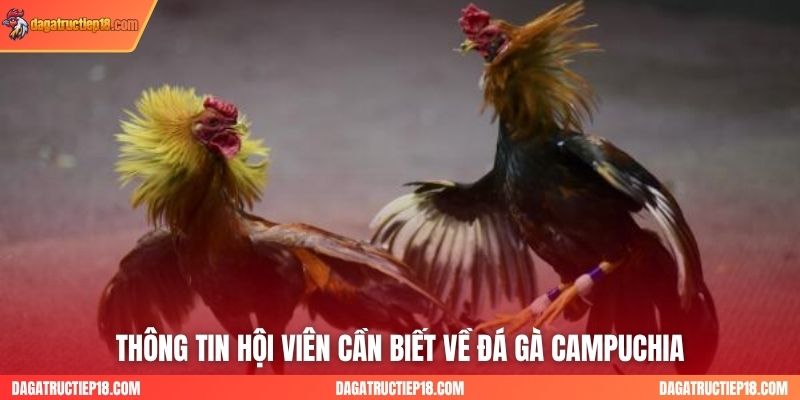 Thông tin hội viên cần biết về đá gà Campuchia