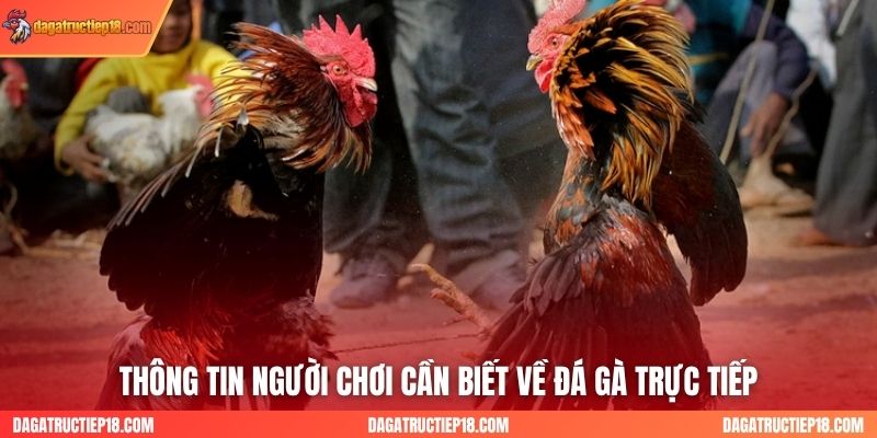 Thông tin người chơi cần biết về đá gà trực tiếp cơ bản