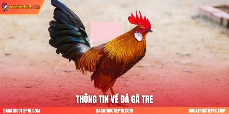 Thông tin về đá gà tre