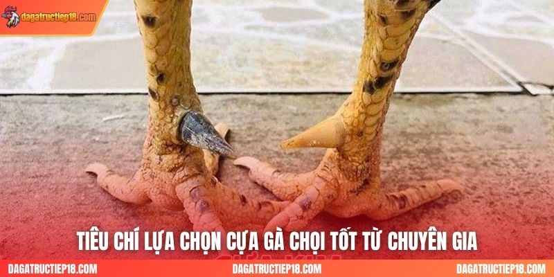 Tiêu chí lựa chọn cựa gà chọi tốt từ chuyên gia