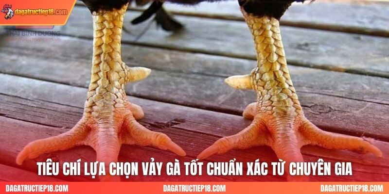 Tiêu chí lựa chọn vảy gà tốt chuẩn xác từ chuyên gia