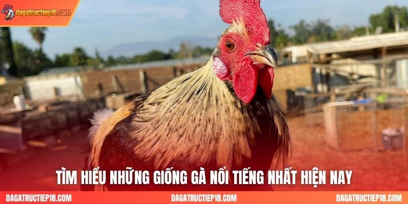 Tìm hiểu những giống gà nổi tiếng nhất hiện nay