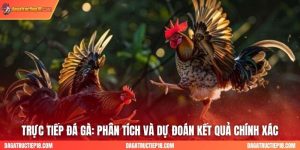 Trực Tiếp Đá Gà: Phân Tích và Dự Đoán Kết Quả Chính Xác
