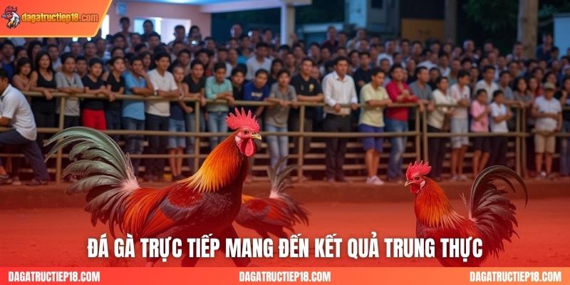 Đá gà trực tiếp mang đến kết quả trung thực