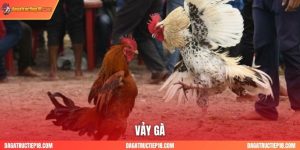 Tuyệt Kỹ Xem Vảy Gà Chọi: Giải Mã Tướng Gà Đá Hay, Bách Chiến Bách Thắng