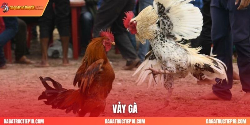 Tuyệt Kỹ Xem Vảy Gà Chọi: Giải Mã Tướng Gà Đá Hay, Bách Chiến Bách Thắng