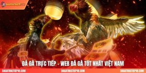Đá Gà Trực Tiếp - Web Đá Gà Tốt Nhất Việt Nam