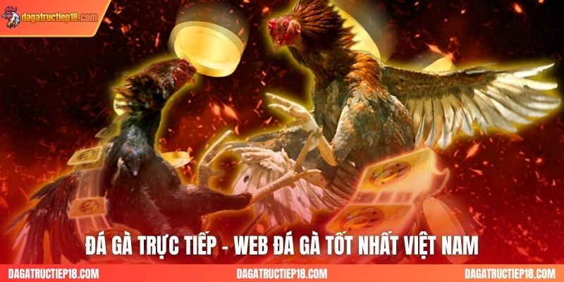 Đá Gà Trực Tiếp - Web Đá Gà Tốt Nhất Việt Nam