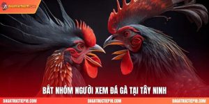 Bắt Nhóm Người Xem Đá Gà, Lắc Tài Xỉu Tại Tây Ninh